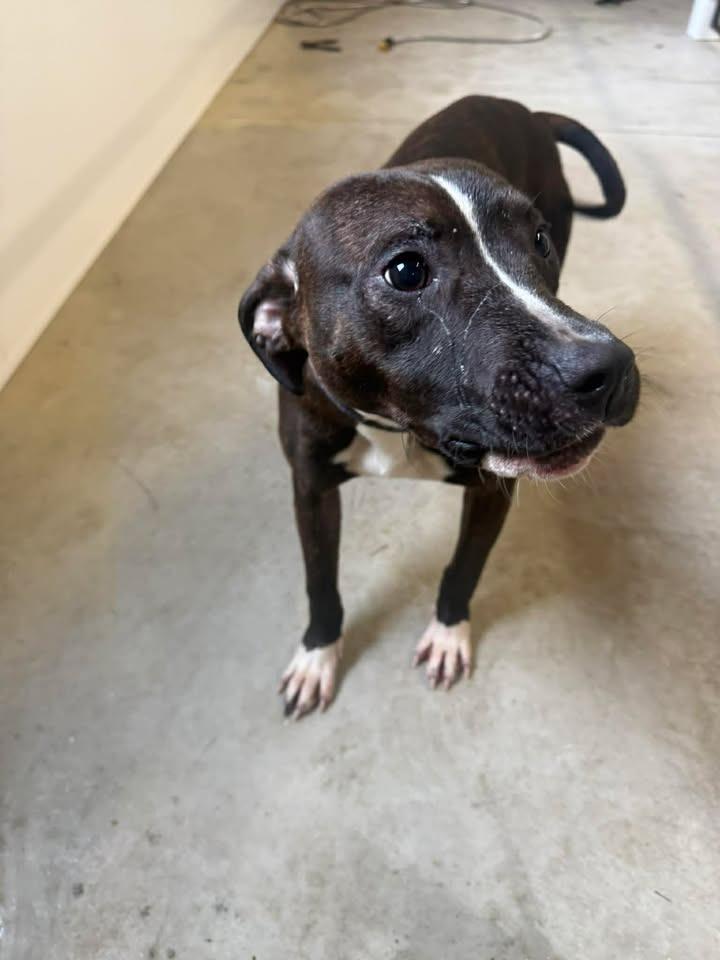 Jerry, Adoptable, Puppy Male Pit Bull Terrier.