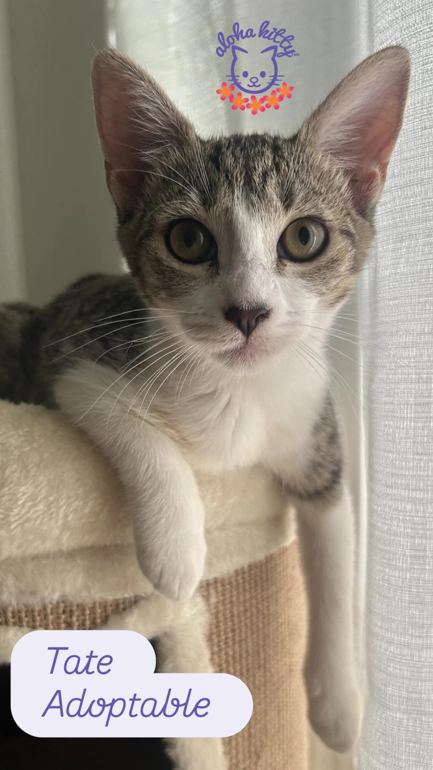 Tate, Adoptable, Kitten Female Domestic Short Hair.