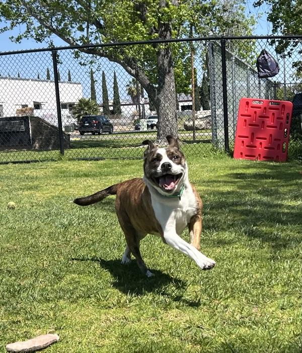 Enlarge Betty, a Adoptable mixed breed in El Cajon, CA image 1/1