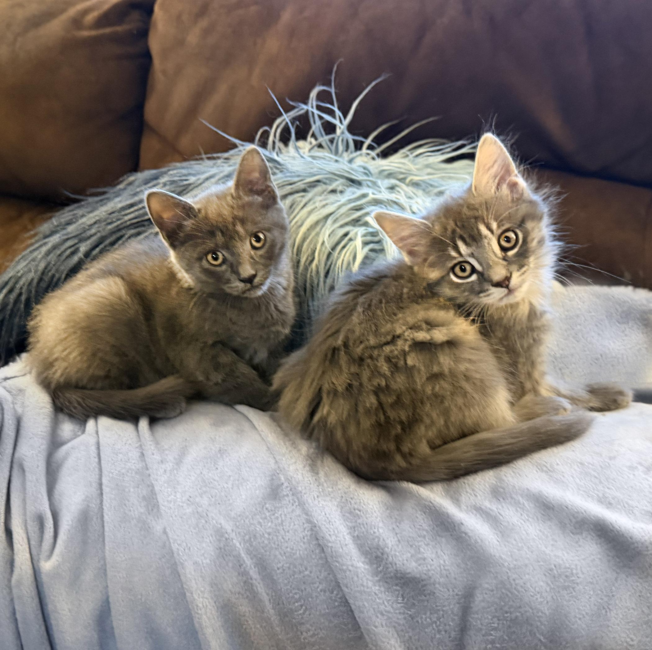 Lily & Tulip, adopted, Kitten Female Domestic Long Hair.