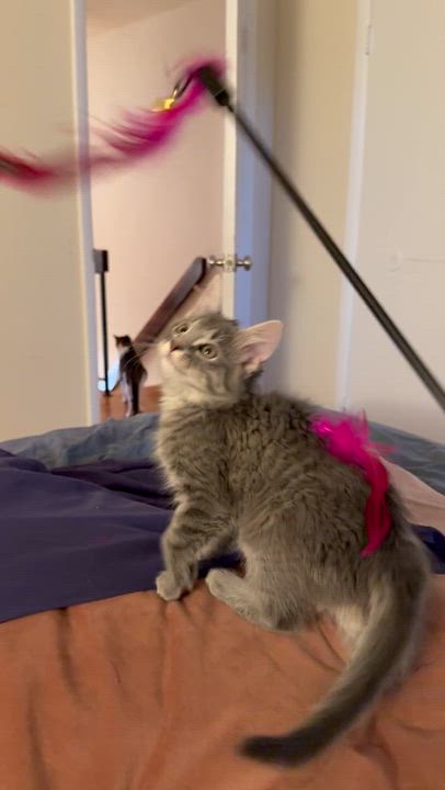 Enlarge Lily & Tulip, an adopted Domestic Long Hair in West Orange, NJ video 4/4