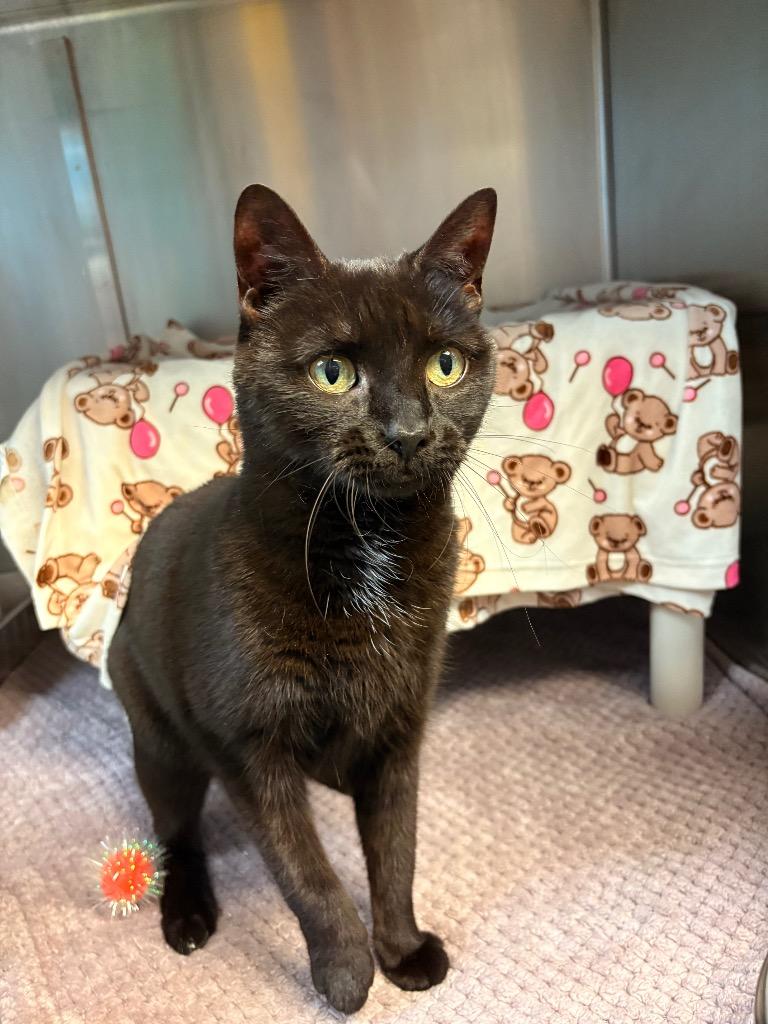 Mocha, Adoptable, Adult Female Domestic Short Hair.