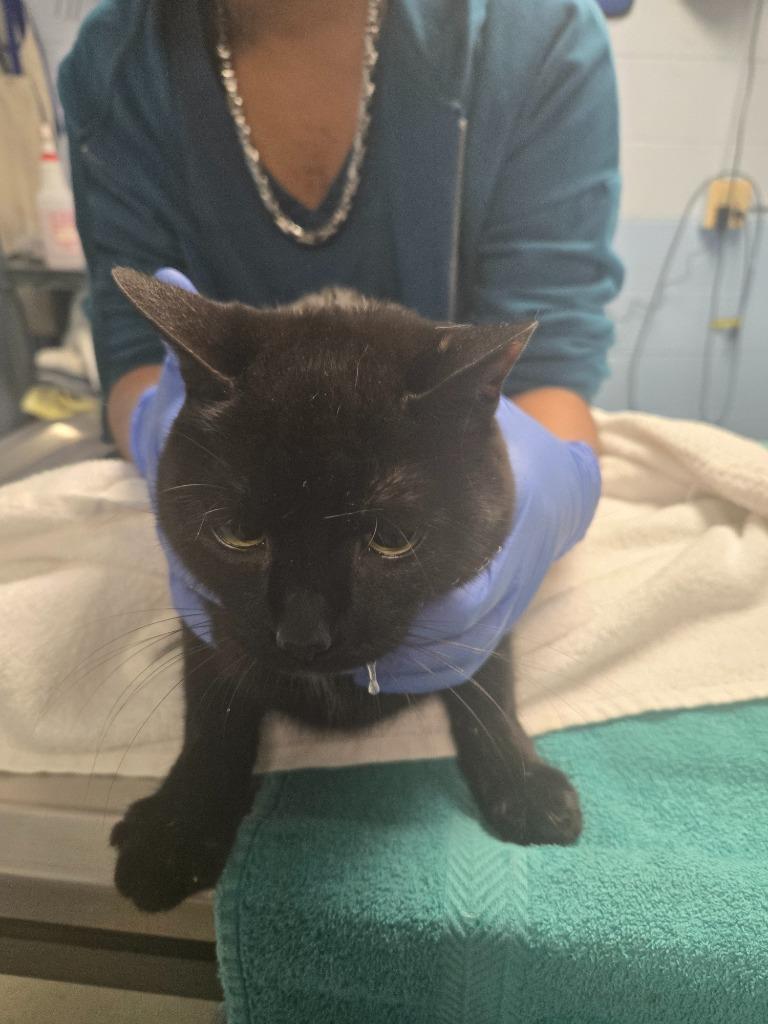 Mocha, a Adoptable mixed breed in Detroit, MI image 2/2