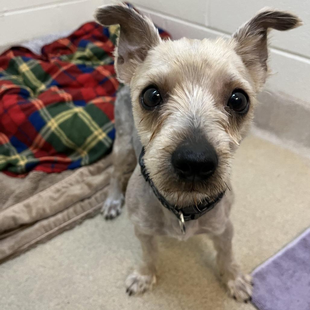 Beef Wellington, Adoptable, Adult Male Yorkshire Terrier.