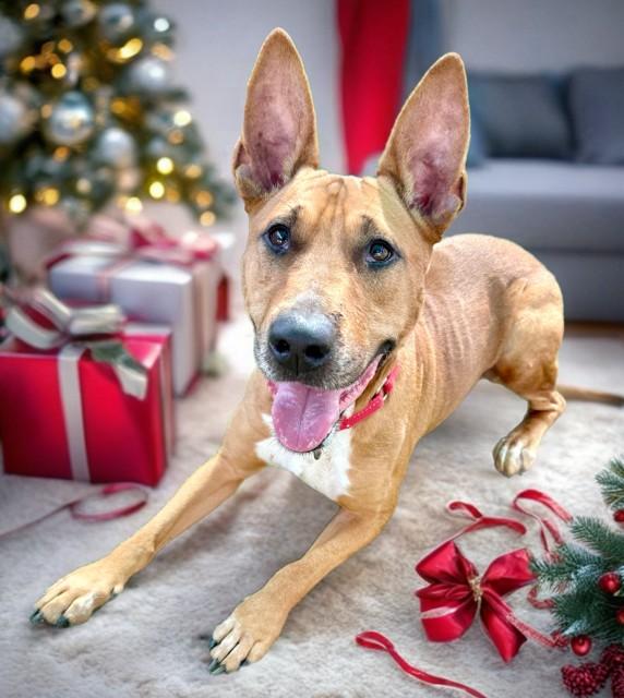 CLAIRE, Adoptable, Adult Female Australian Cattle Dog / Blue Heeler & Bull Terrier.