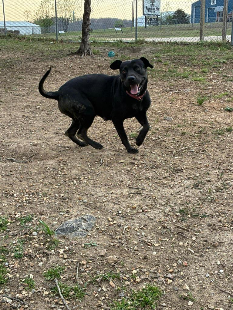 Momma dog, Adoptable, Young Female Pit Bull Terrier & Labrador Retriever.