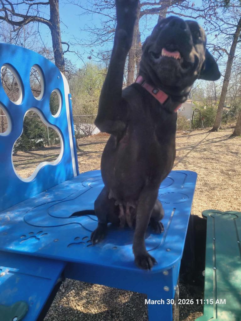 Enlarge Momma dog, a Adoptable mixed breed in Sunrise Beach, MO image 2/6
