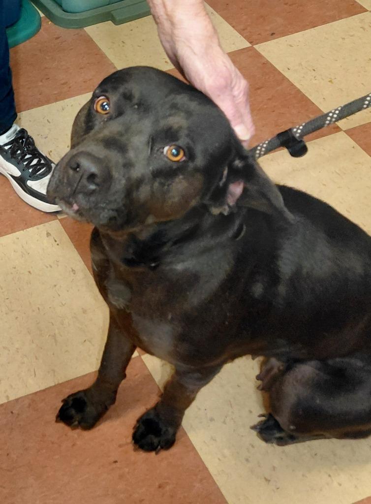 Enlarge Momma dog, a Adoptable mixed breed in Sunrise Beach, MO image 3/6