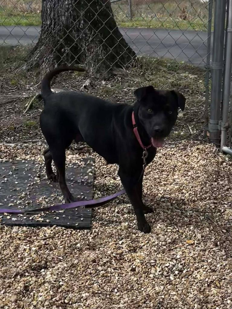 Enlarge Momma dog, a Adoptable mixed breed in Sunrise Beach, MO image 4/6