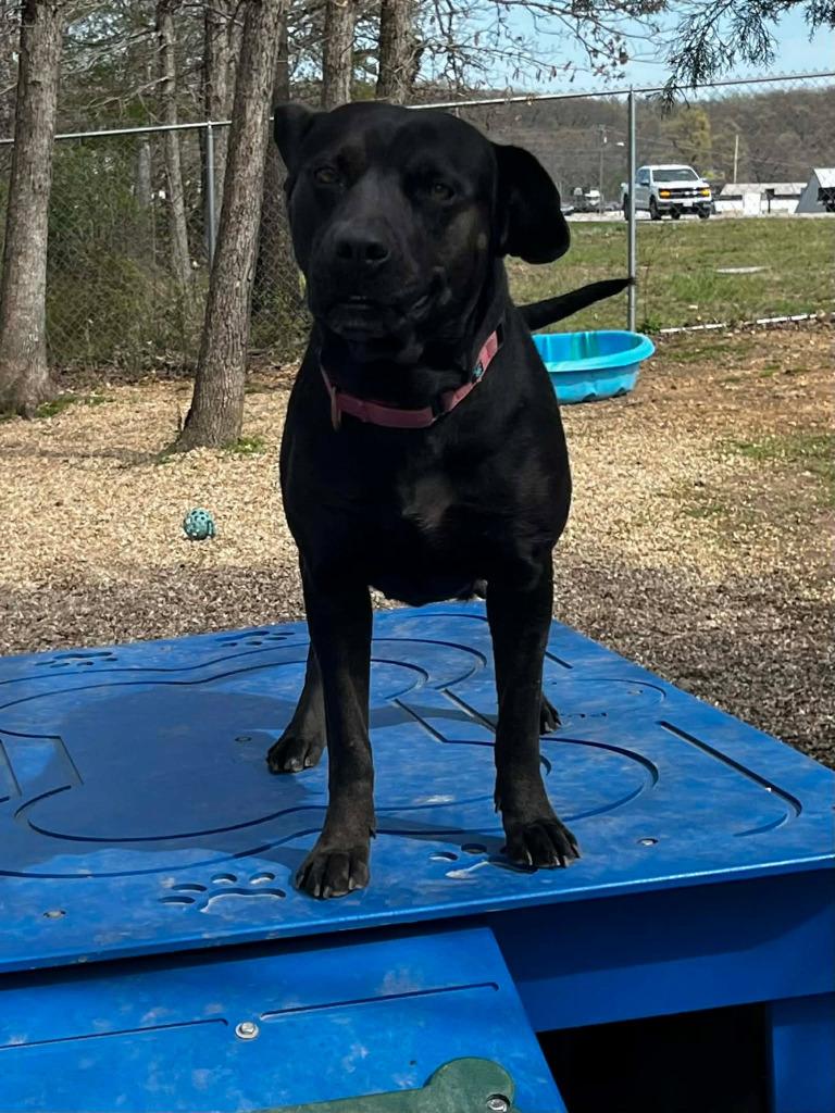 Enlarge Momma dog, a Adoptable mixed breed in Sunrise Beach, MO image 5/6