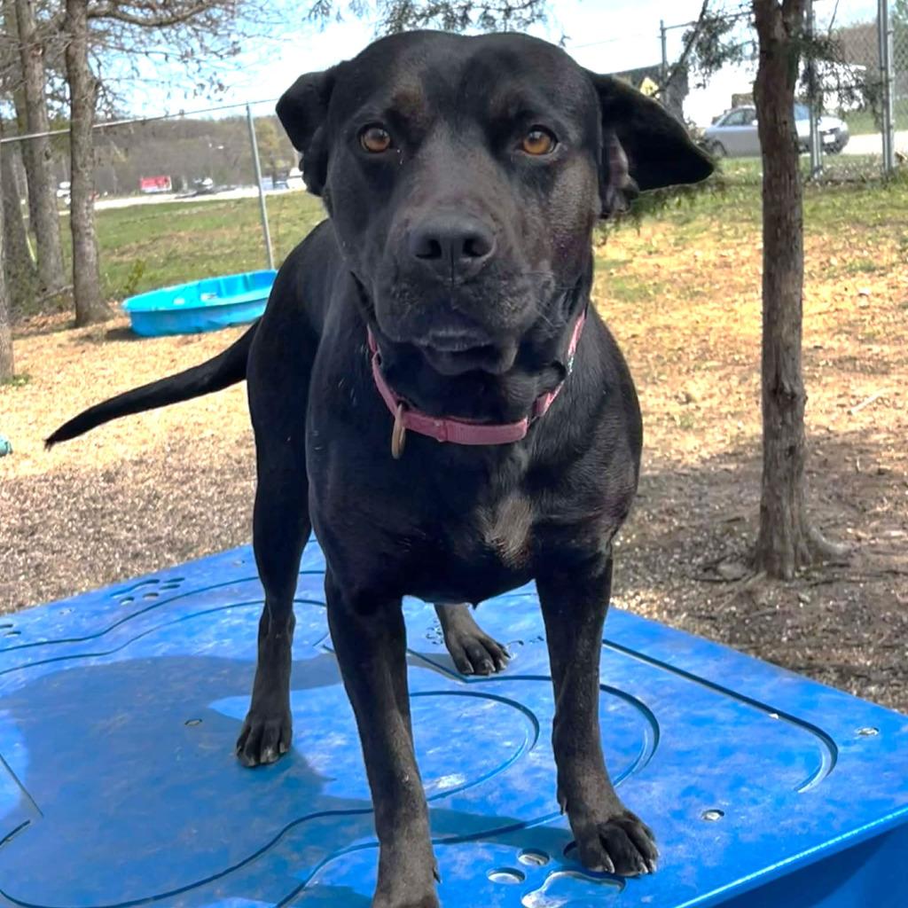 Enlarge Momma dog, a Adoptable mixed breed in Sunrise Beach, MO image 6/6