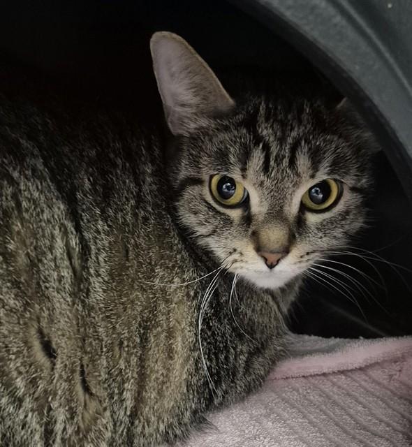 LYCHEE, Adoptable, Adult Female Domestic Short Hair.
