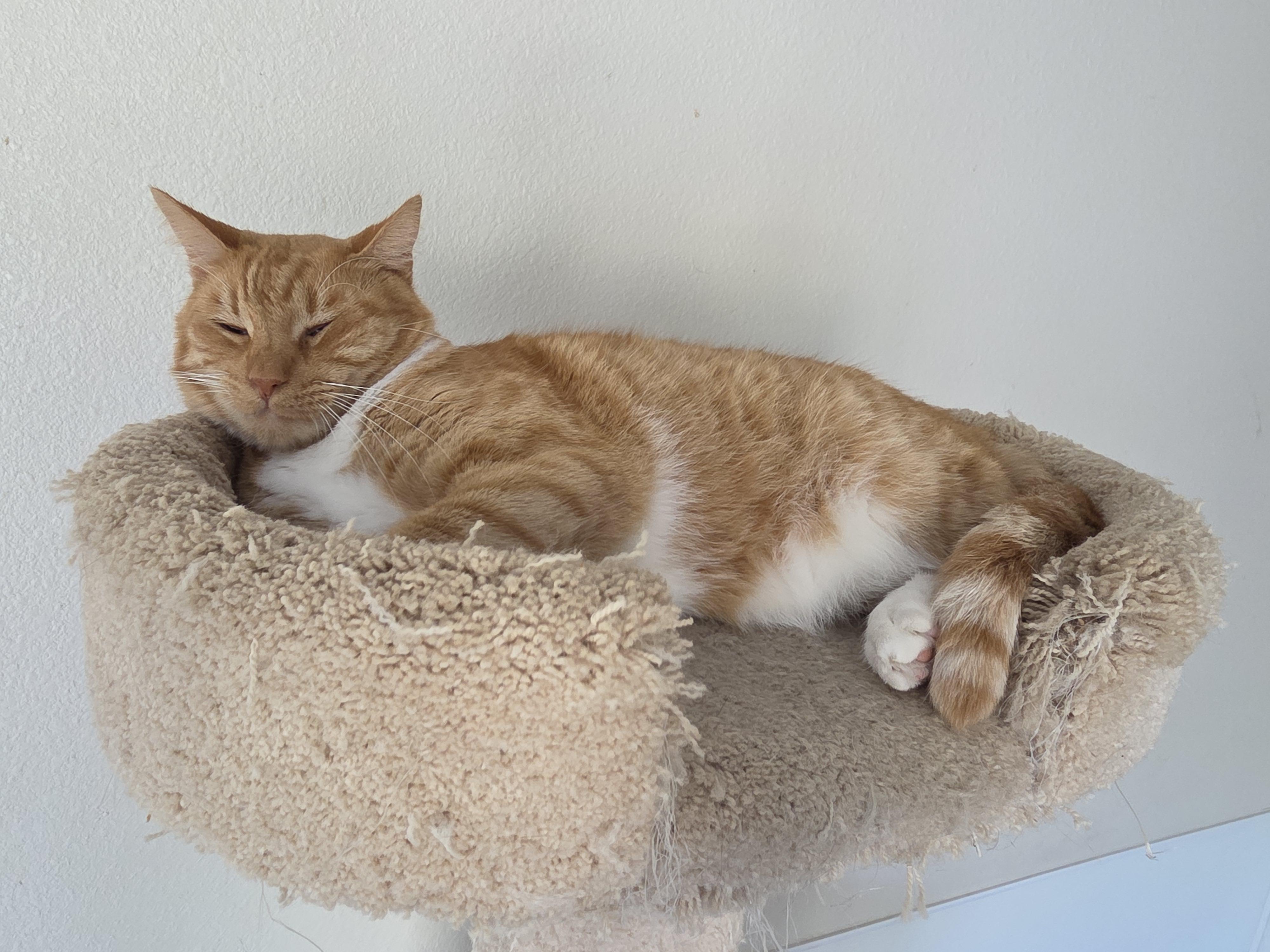 Rockford, Adoptable, Adult Male Tabby.