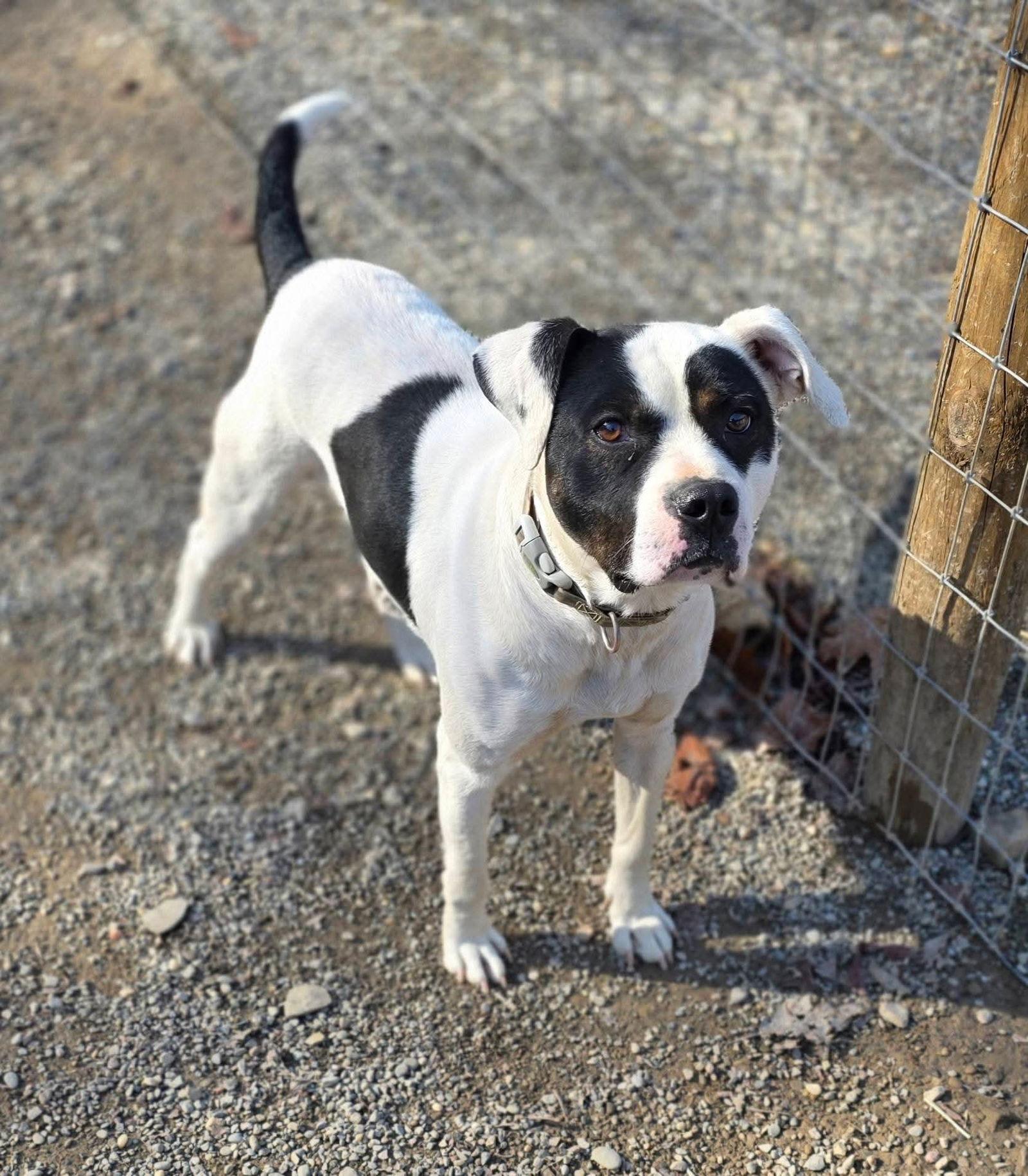 Petey, Adoptable, Young Male Pit Bull Terrier.