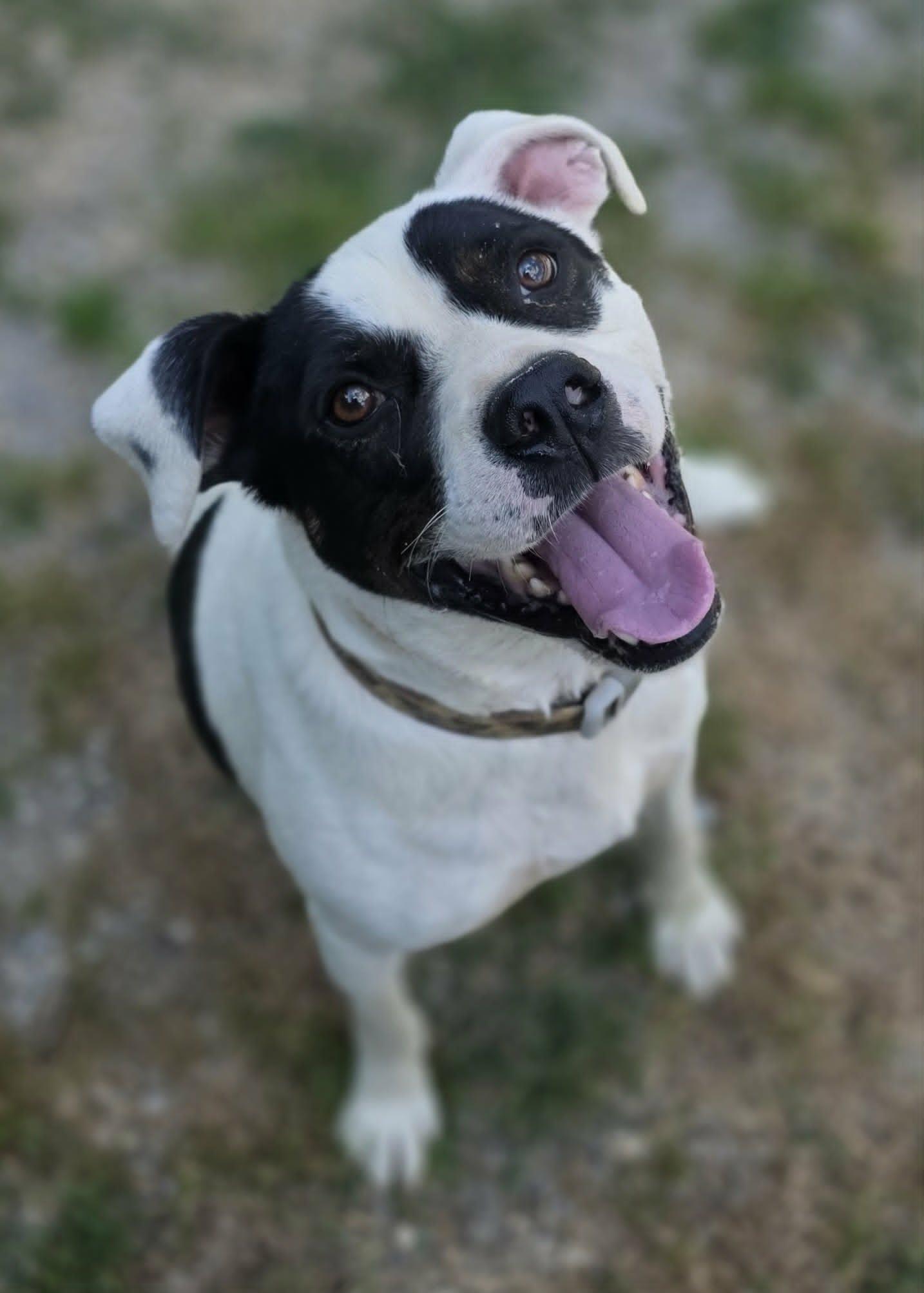 Petey, a Adoptable Pit Bull Terrier in Woodsfield, OH image 2/3