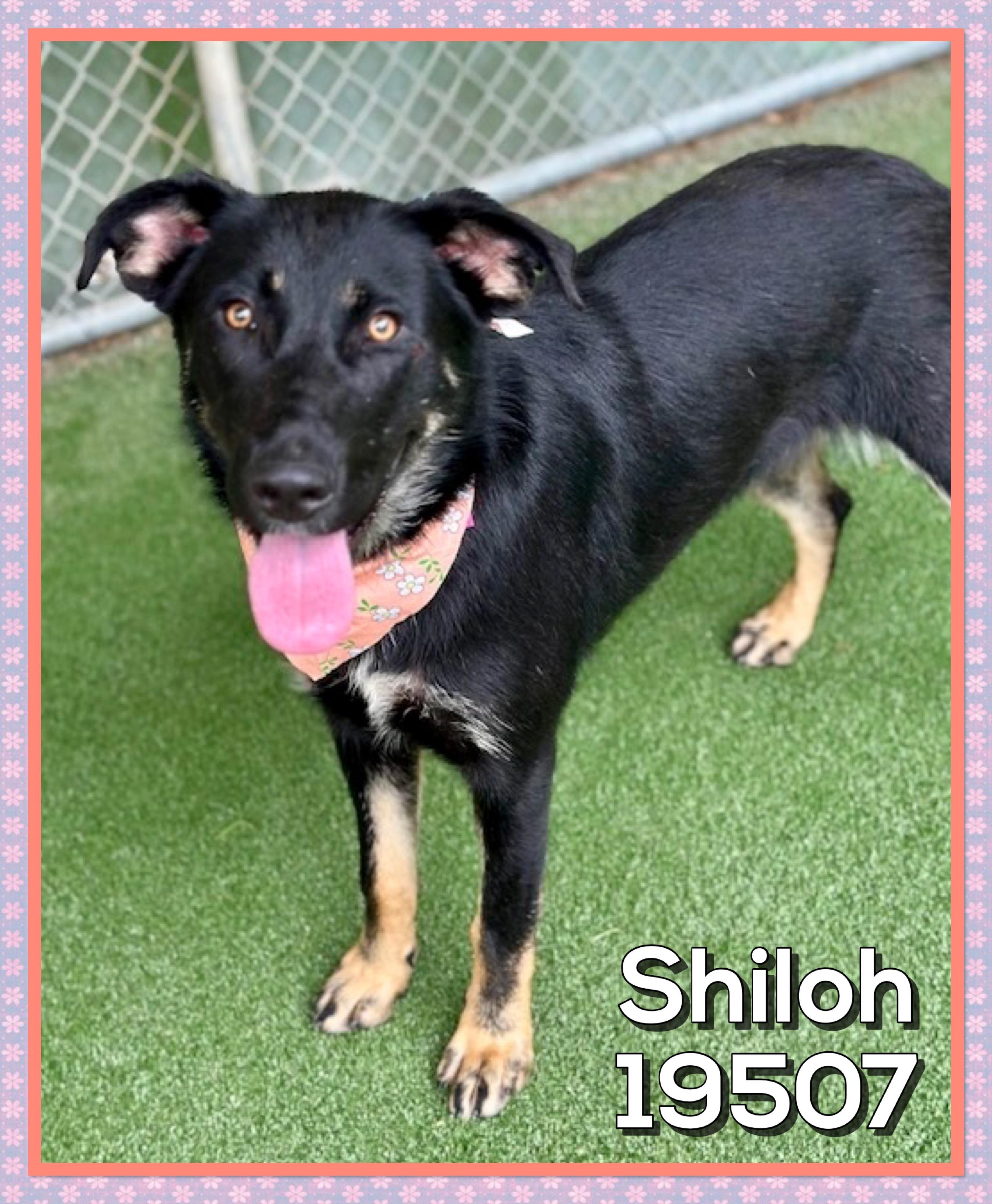 Enlarge SHILOH (also see MABLE), a ADOPTABLE mixed breed in Marietta, GA image 1/3