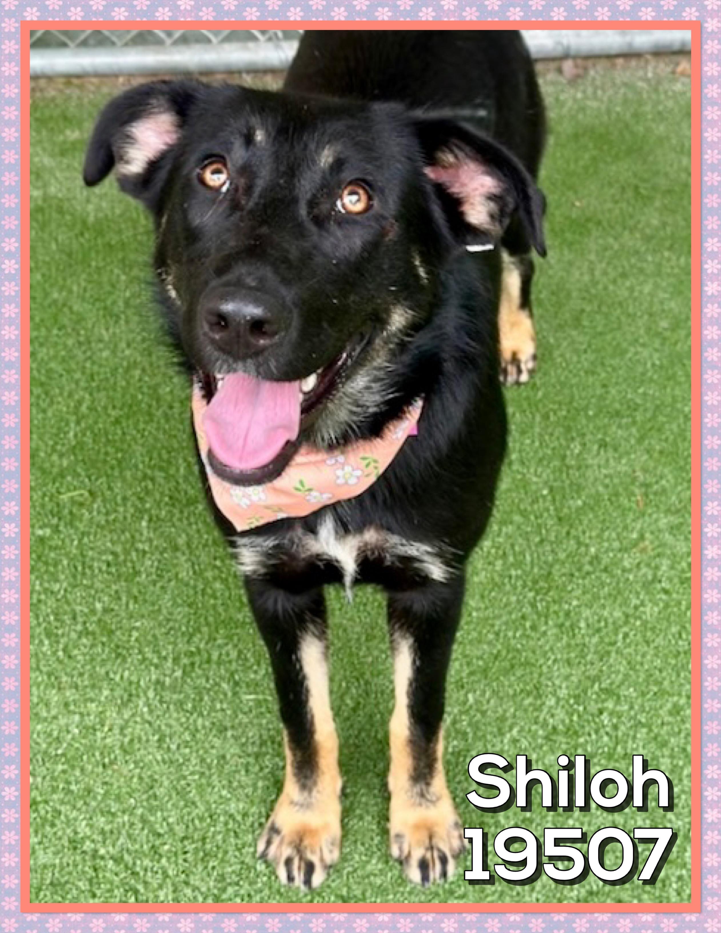 Enlarge SHILOH (also see MABLE), a ADOPTABLE mixed breed in Marietta, GA image 3/3