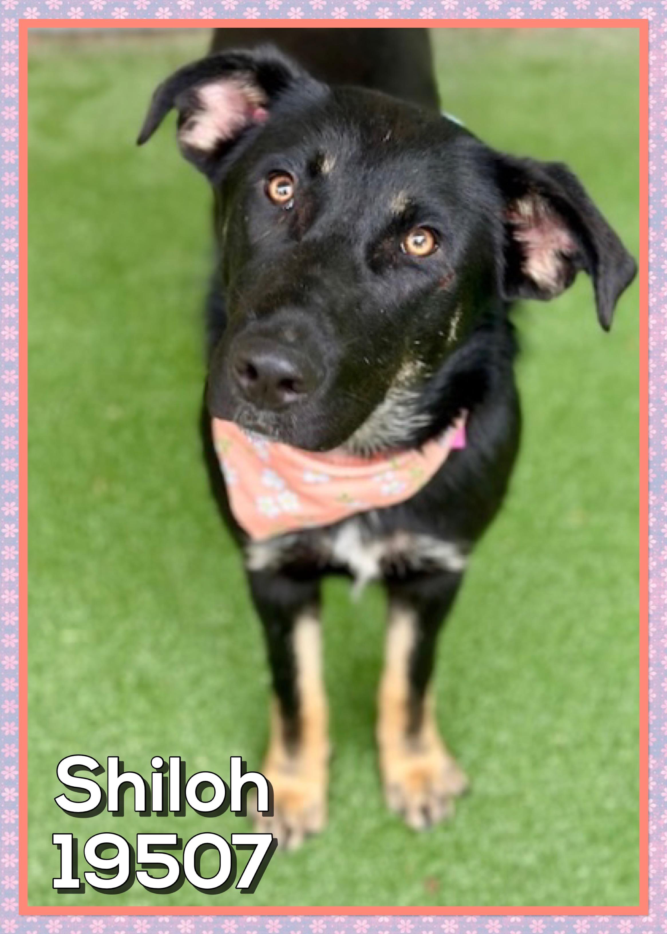 Enlarge SHILOH (also see MABLE), a ADOPTABLE mixed breed in Marietta, GA image 2/3