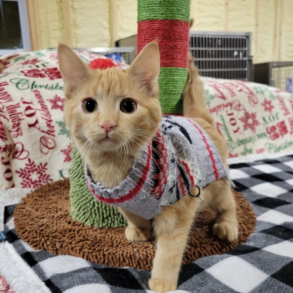 Daiquiri, Adoptable, Kitten Male Domestic Medium Hair.