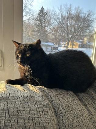 Rhea, ADOPTABLE, Adult Female Domestic Short Hair.