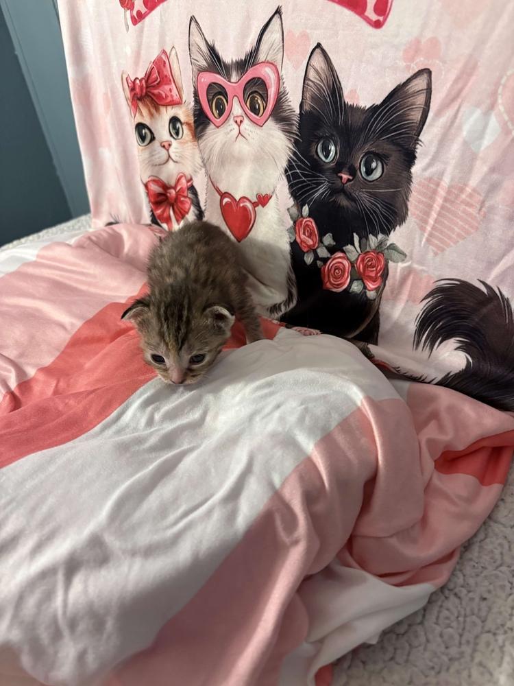 Enlarge Freya, a Adoptable mixed breed in Grand Rapids, MI image 2/6