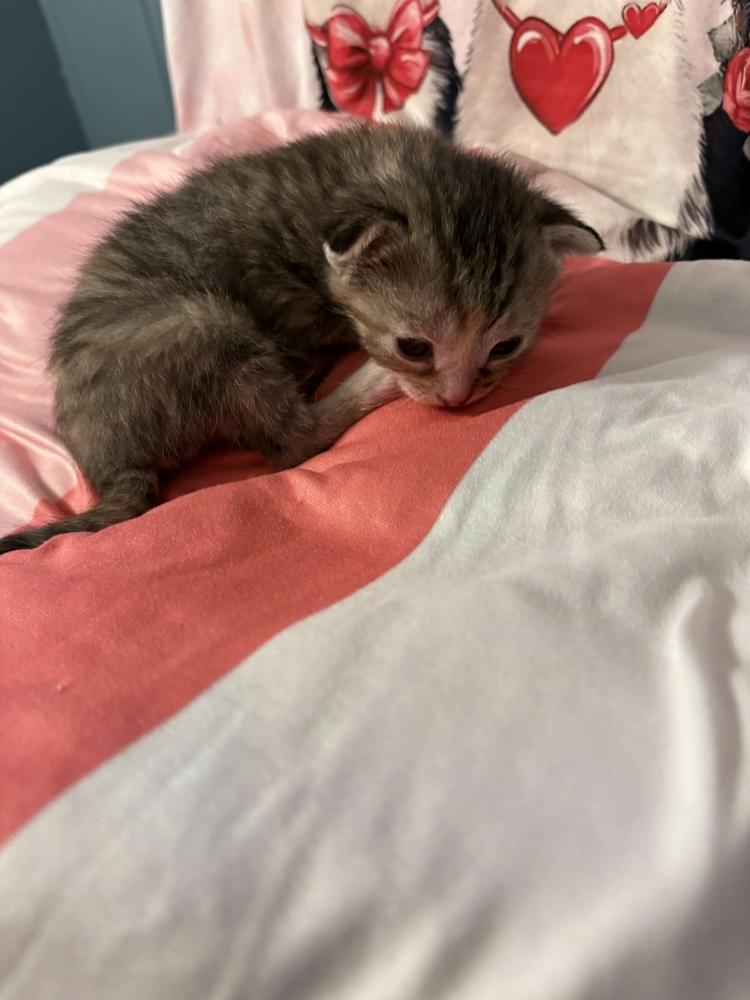 Enlarge Freya, a Adoptable mixed breed in Grand Rapids, MI image 3/6