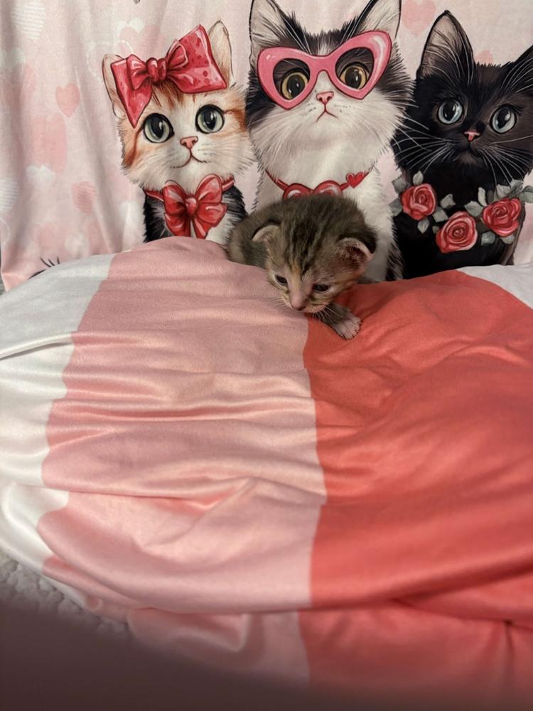 Enlarge Freya, a Adoptable mixed breed in Grand Rapids, MI image 4/6