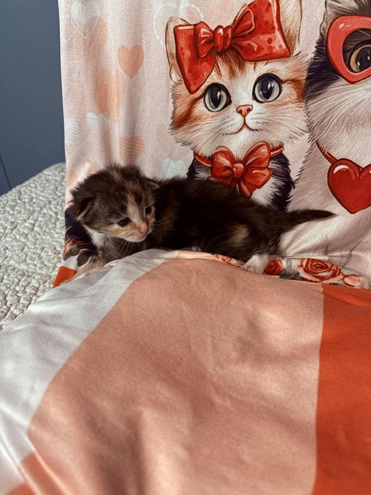 Enlarge Freya, a Adoptable mixed breed in Grand Rapids, MI image 5/6