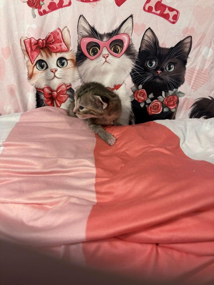 Enlarge Freya, a Adoptable mixed breed in Grand Rapids, MI image 6/6