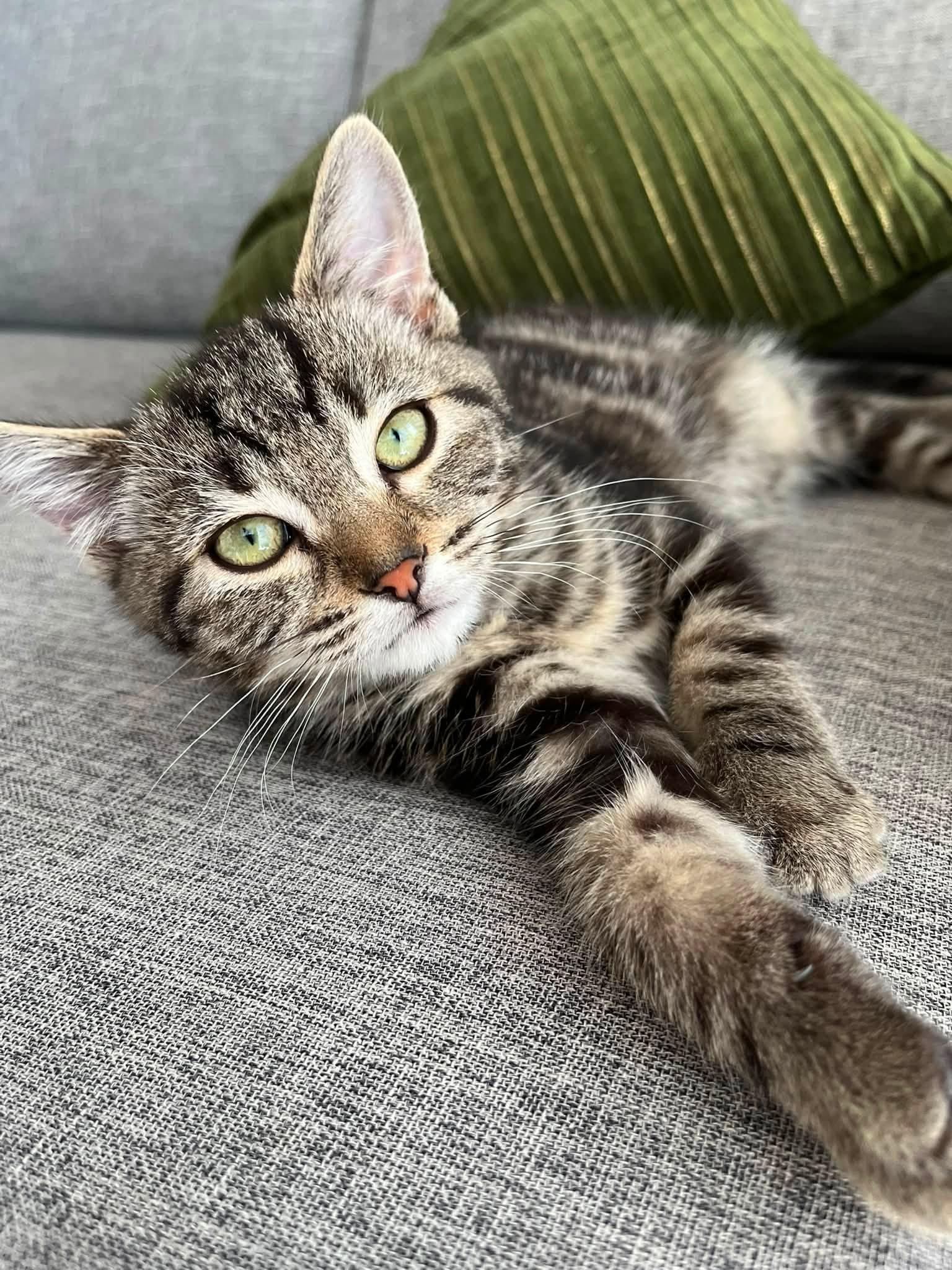 Biddy, Adoptable, Young Female Tabby.