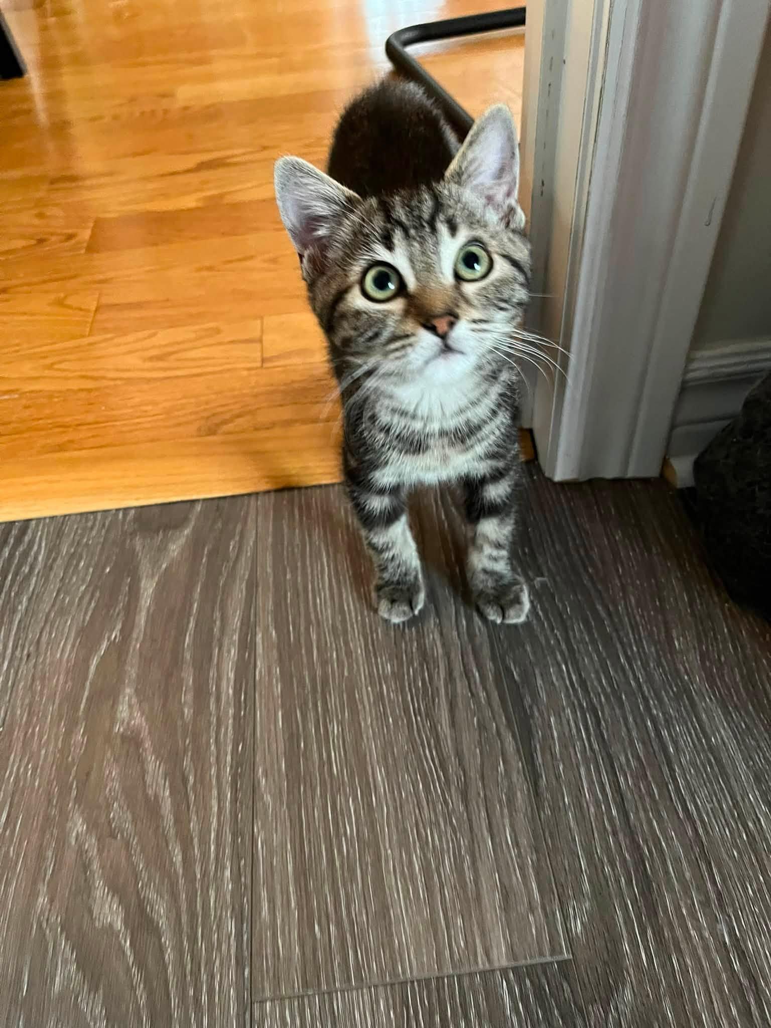 Enlarge Biddy, a Adoptable Tabby in Orleans, ON image 3/3