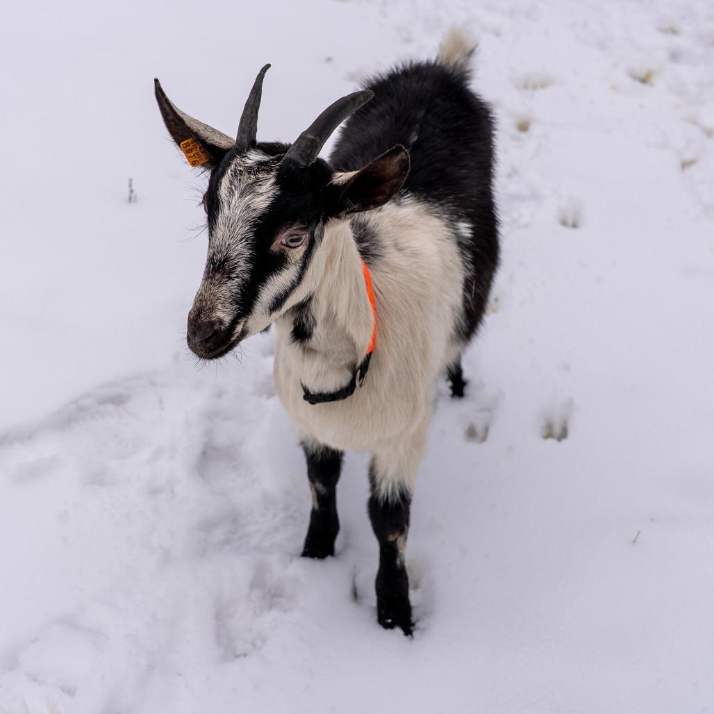 Isobel, a Adoptable mixed breed in Fairport, NY image 1/2