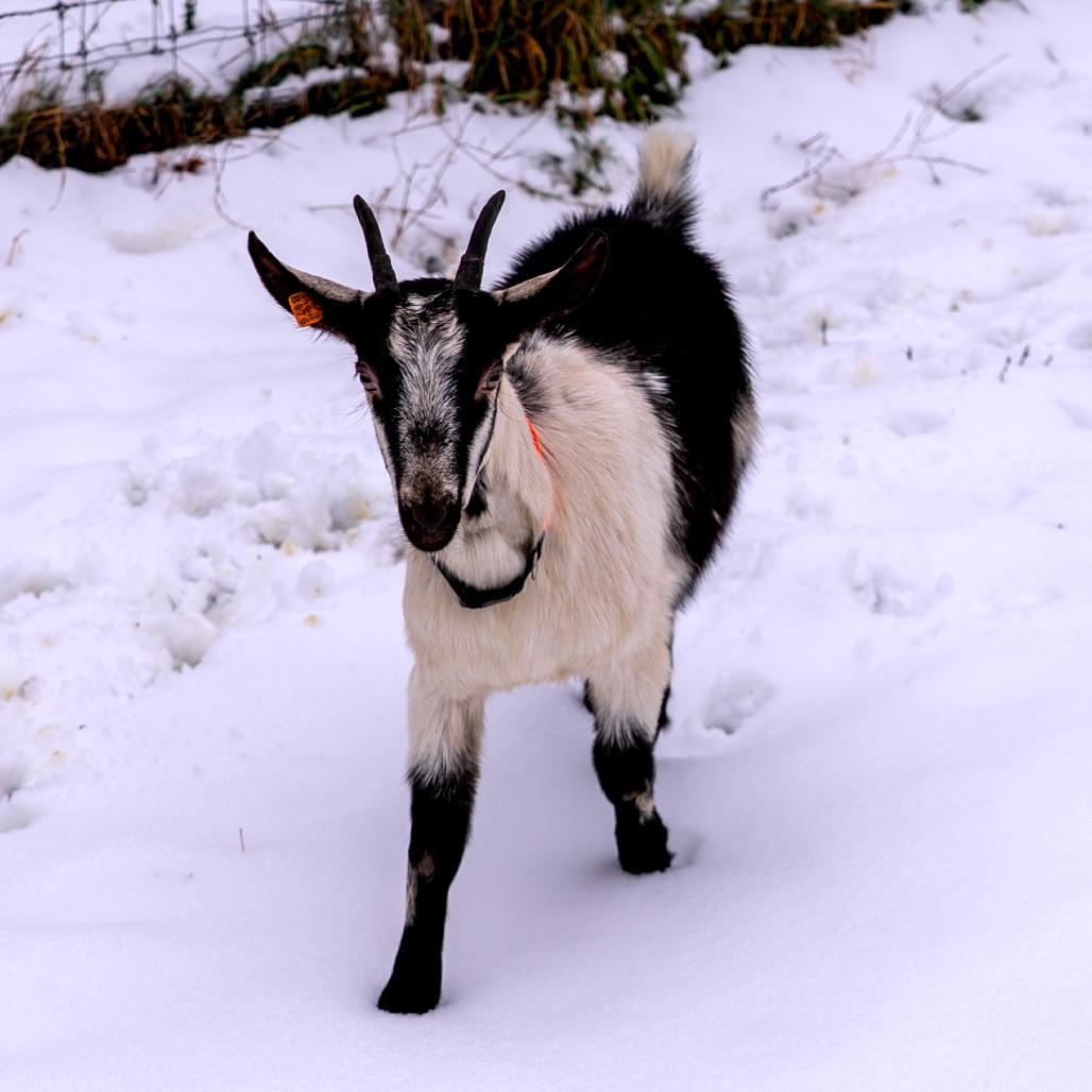 Isobel, a Adoptable mixed breed in Fairport, NY image 2/2
