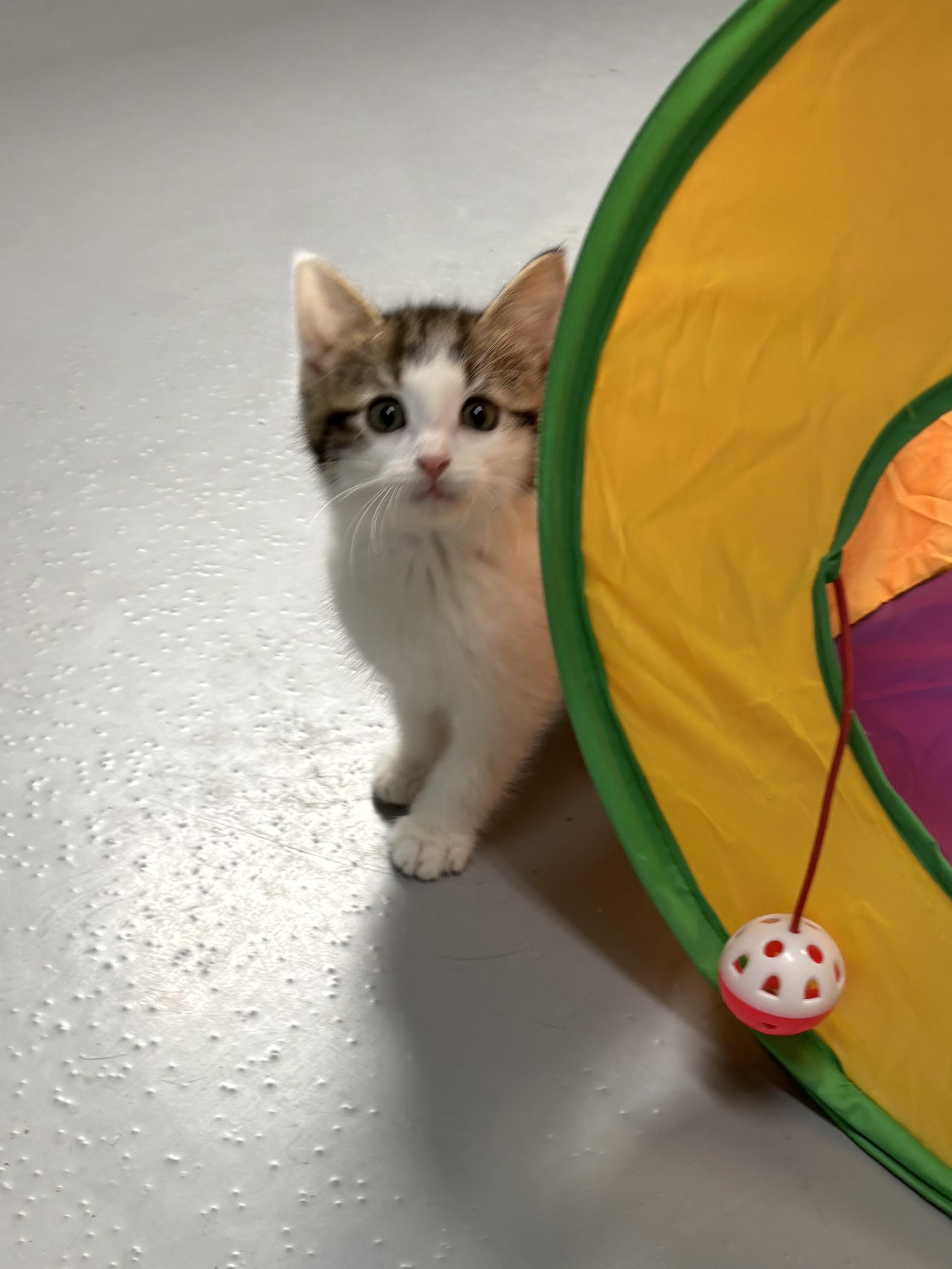 Enlarge Devin, a ADOPTABLE American Shorthair in Big Rapids, MI image 3/4