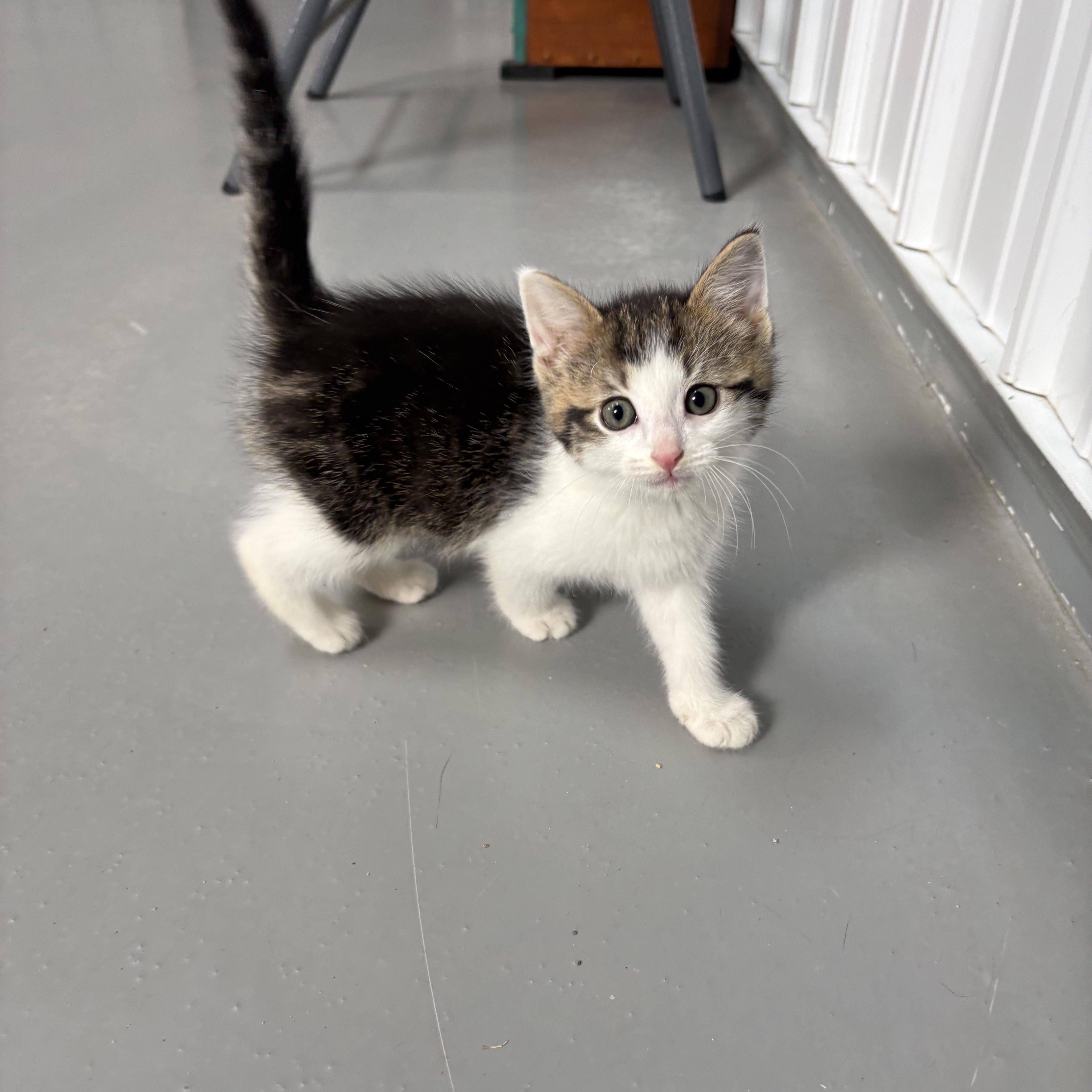 Enlarge Devin, a ADOPTABLE American Shorthair in Big Rapids, MI image 2/4