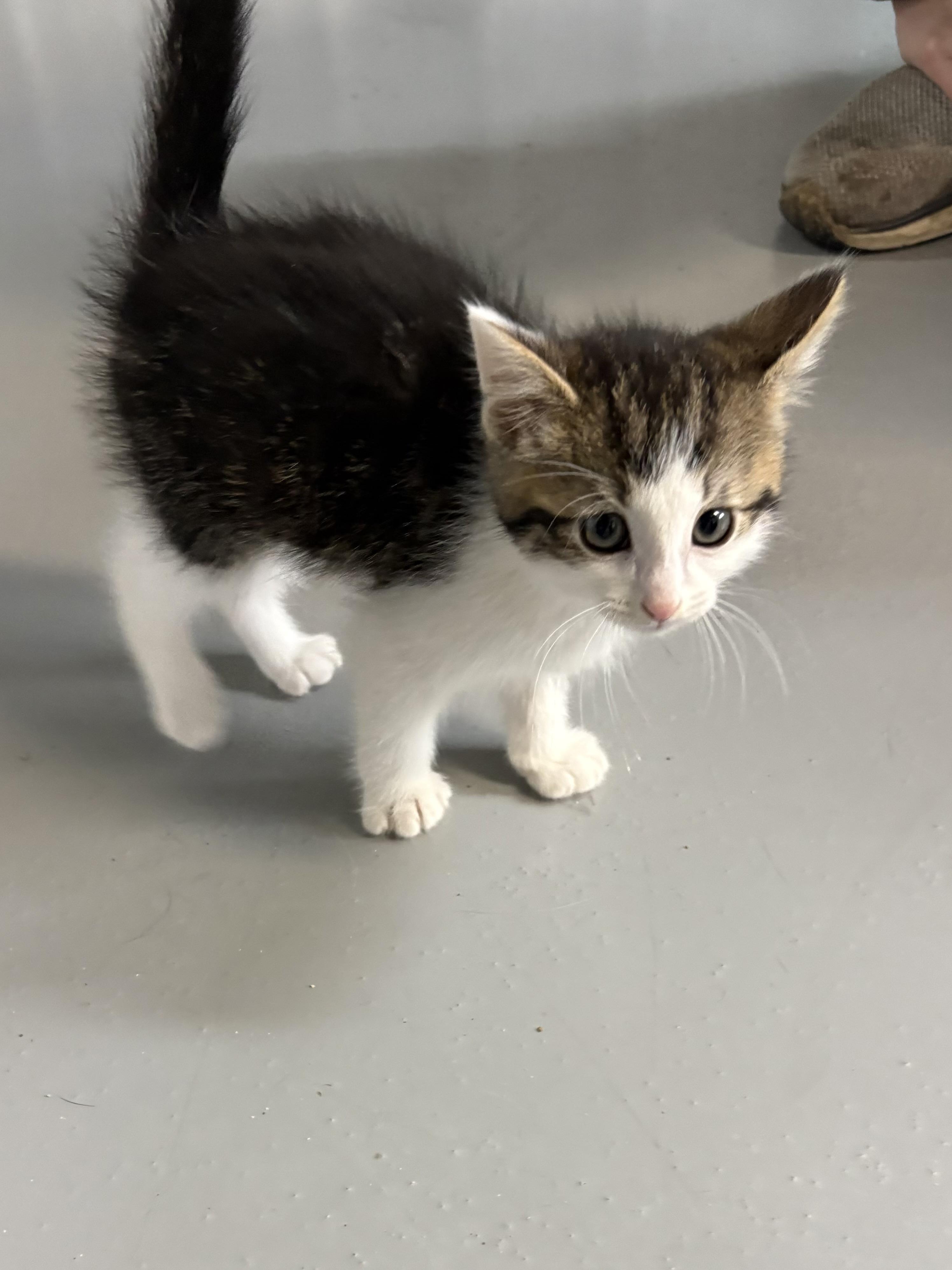 Enlarge Devin, a ADOPTABLE American Shorthair in Big Rapids, MI image 4/4