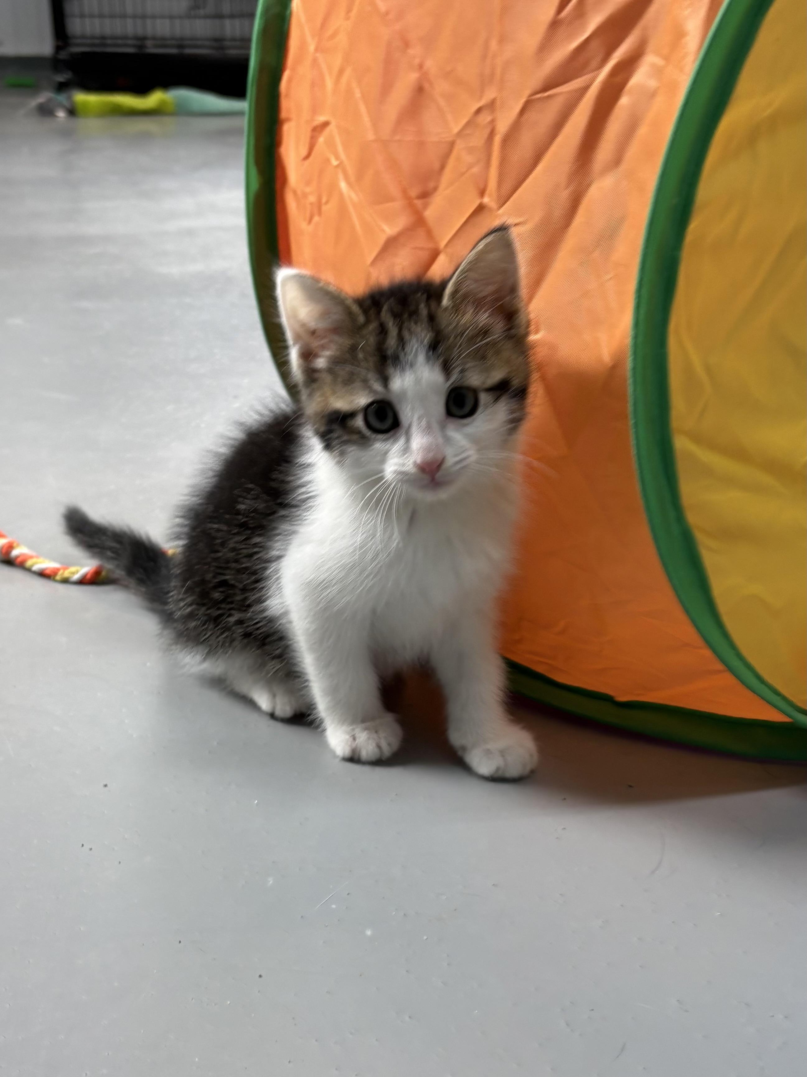 Devin, ADOPTABLE, Kitten Male American Shorthair.
