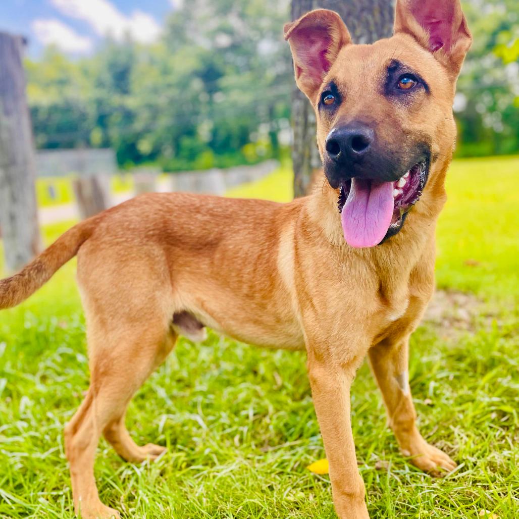 Ranger, Adoptable, Young Male Shepherd.