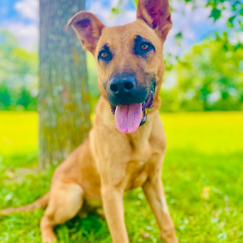 Ranger, a Adoptable Shepherd in Lebanon, MO image 2/4