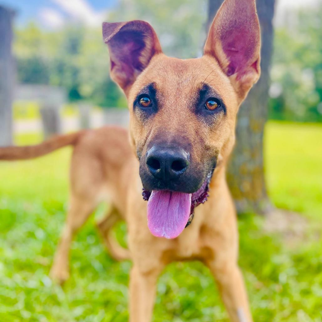 Ranger, a Adoptable Shepherd in Lebanon, MO image 3/4