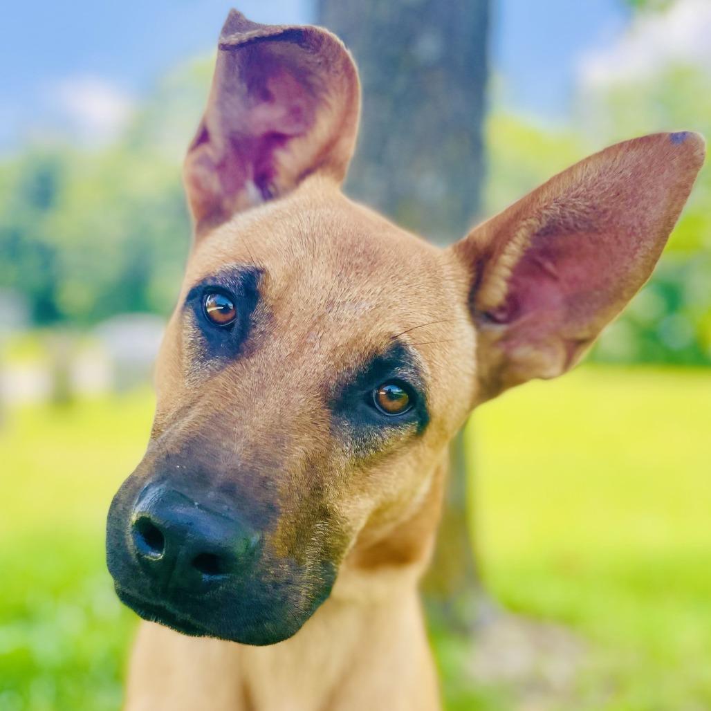 Ranger, a Adoptable Shepherd in Lebanon, MO image 4/4