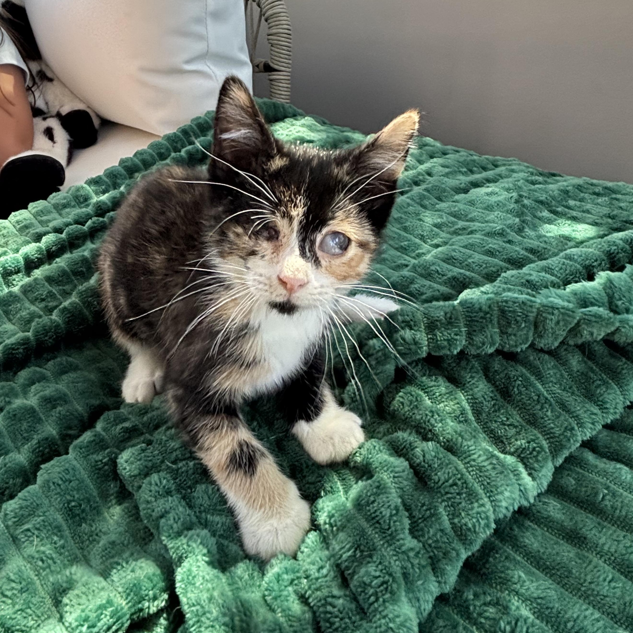 Enlarge Havarti, a ADOPTABLE Domestic Short Hair in Joliet, IL image 2/5