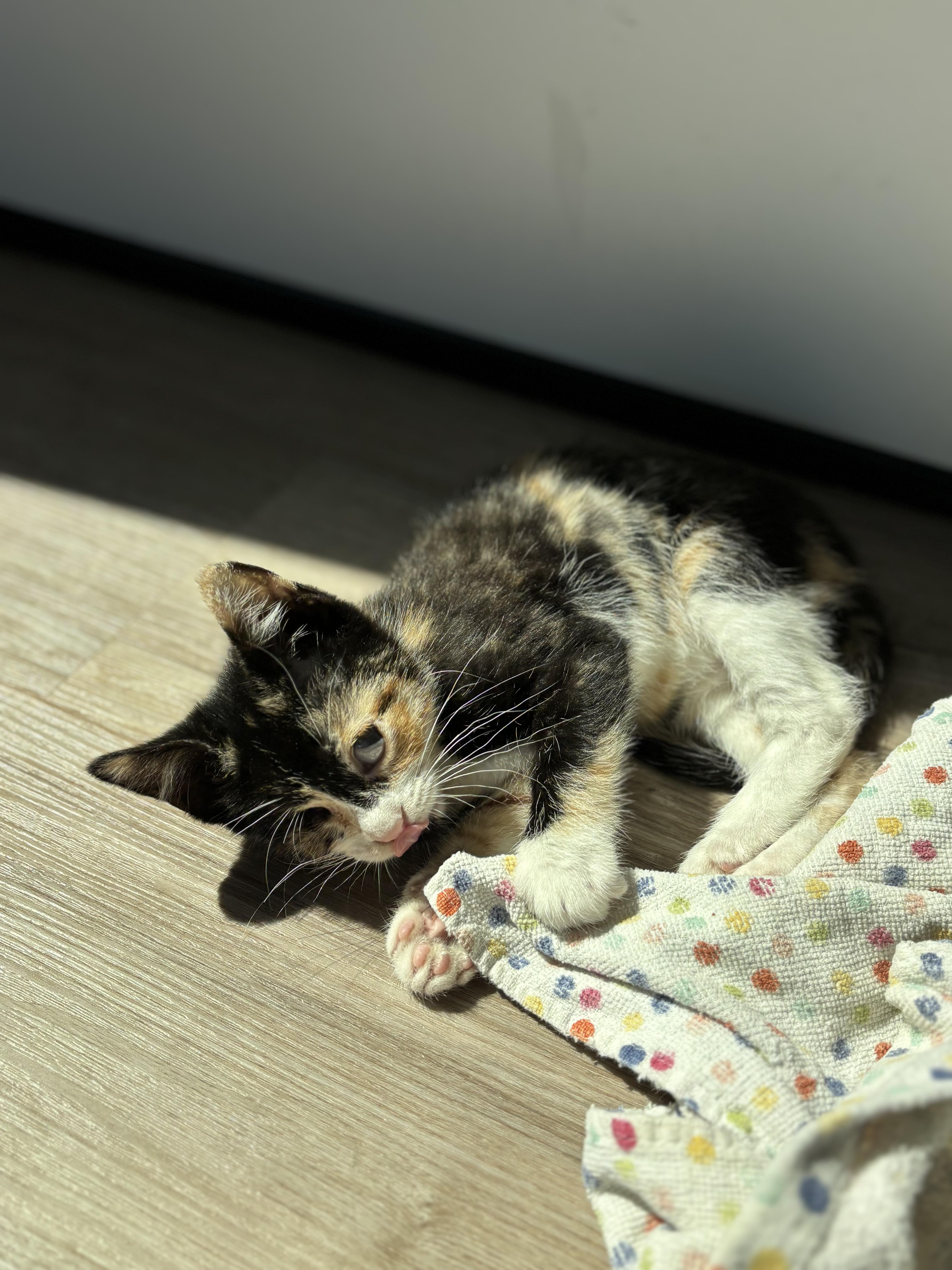 Enlarge Havarti, a ADOPTABLE Domestic Short Hair in Joliet, IL image 3/5