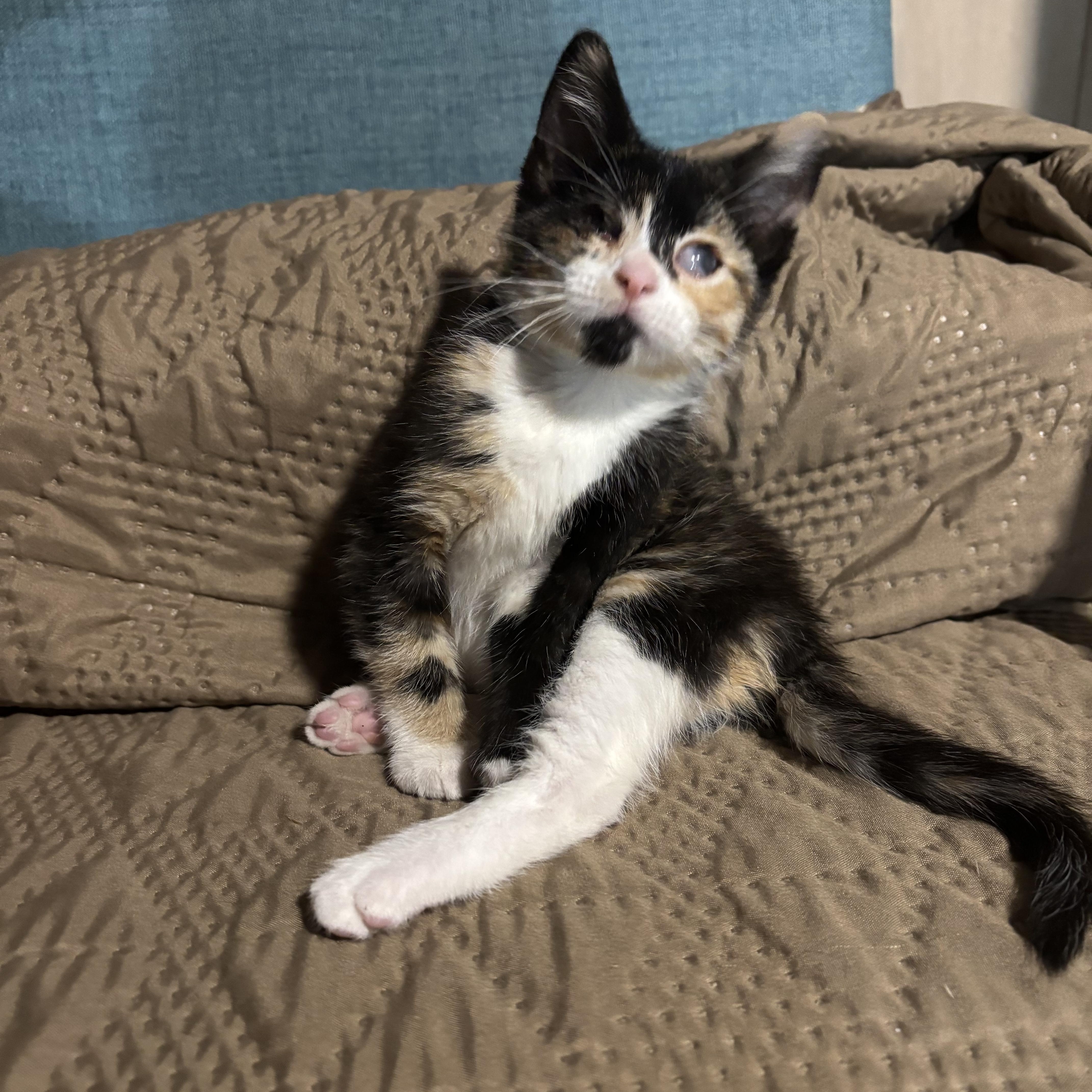 Enlarge Havarti, a ADOPTABLE Domestic Short Hair in Joliet, IL image 4/5