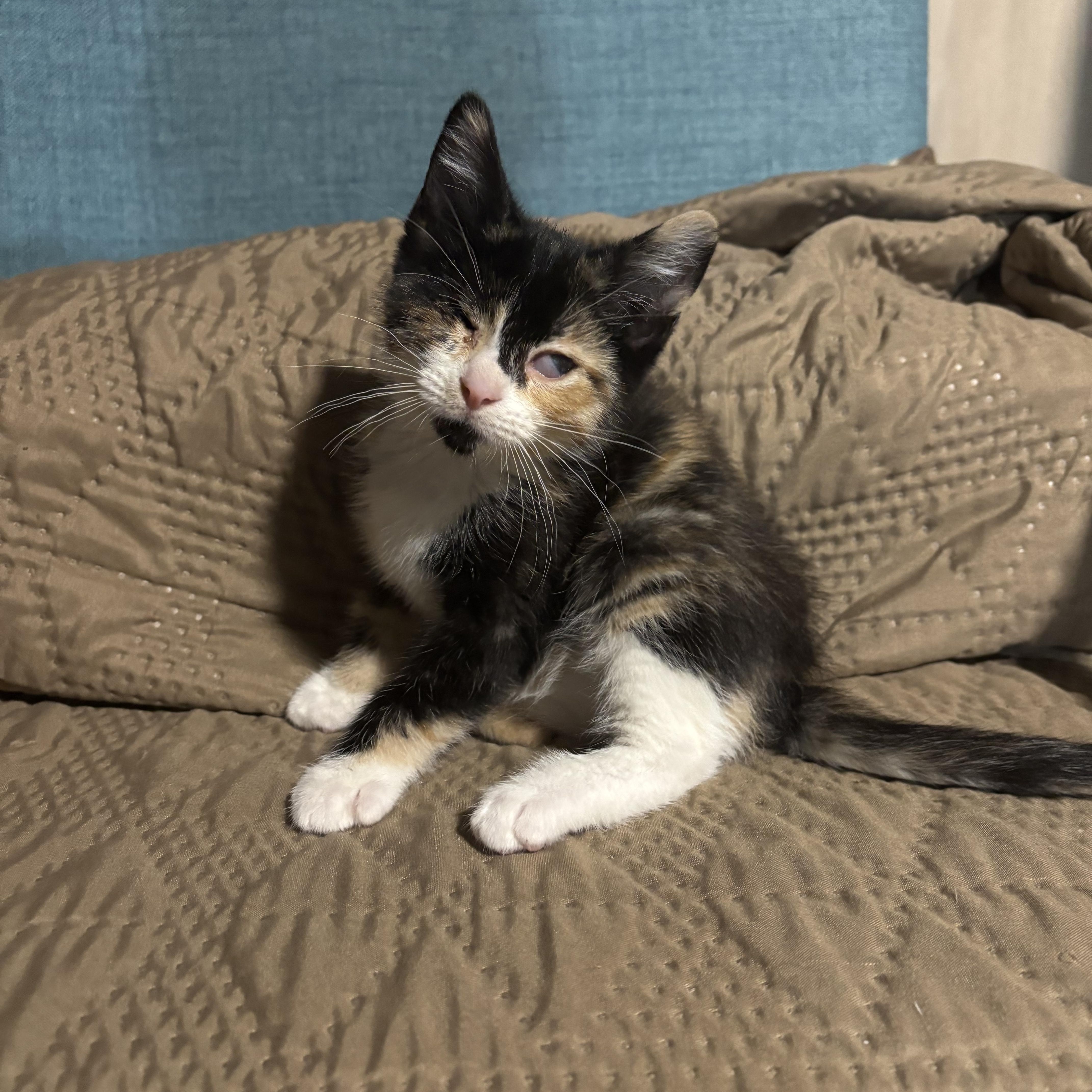 Enlarge Havarti, a ADOPTABLE Domestic Short Hair in Joliet, IL image 5/5