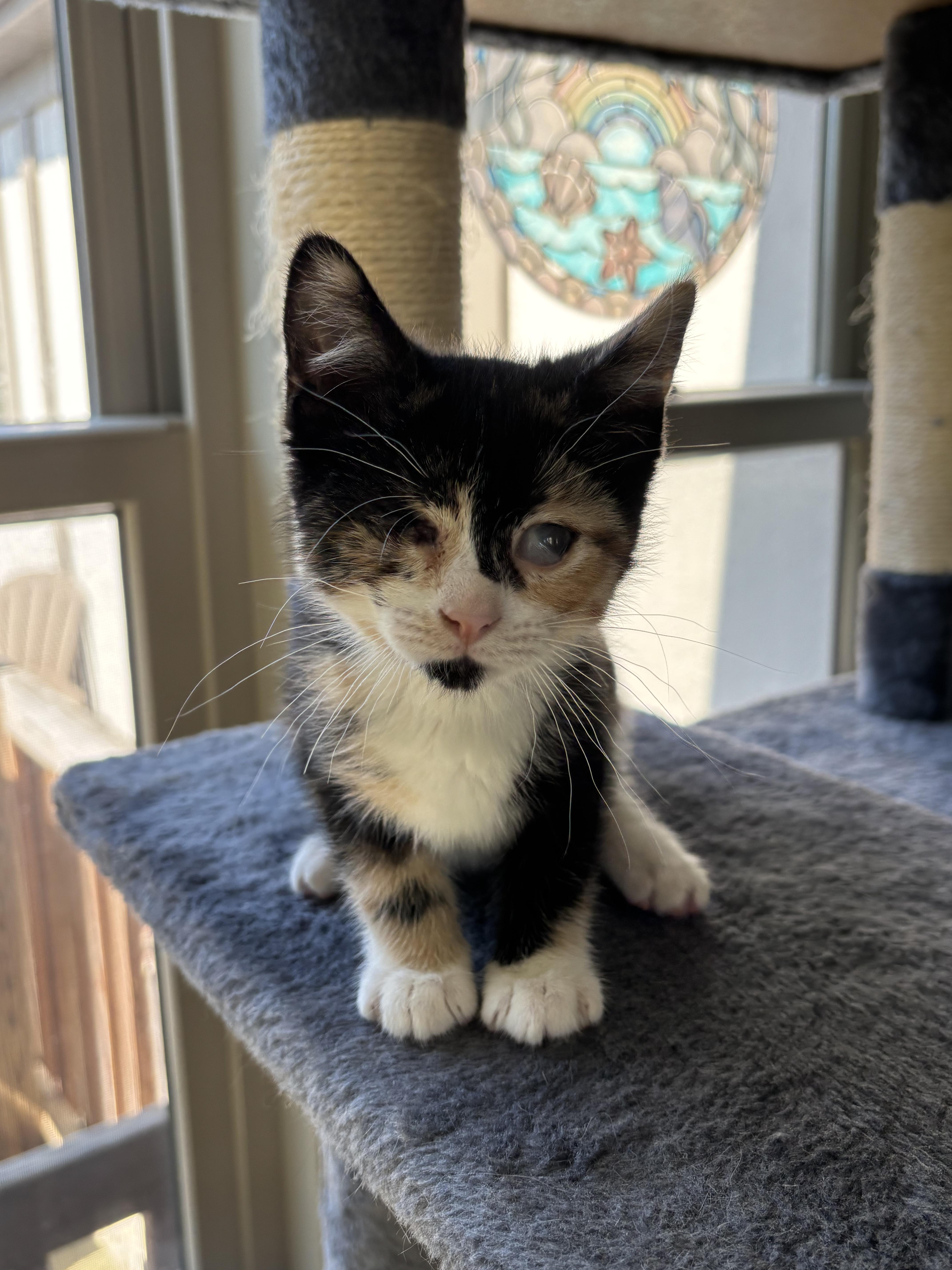 Havarti, ADOPTABLE, Kitten Female Domestic Short Hair.