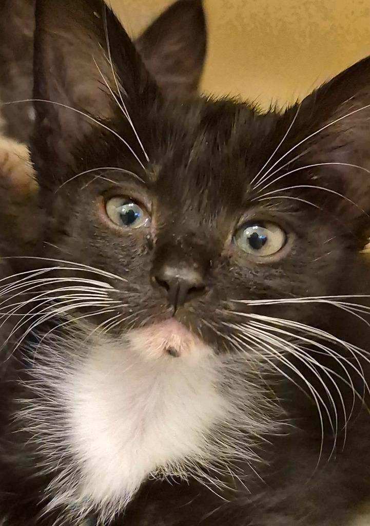 Mittens, Adoptable, Kitten Female Domestic Short Hair.
