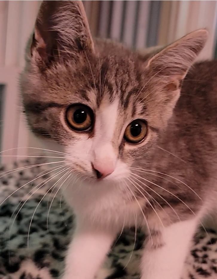 Enlarge Dandelion, a Adoptable Domestic Short Hair in Mount Sterling, KY image 1/5