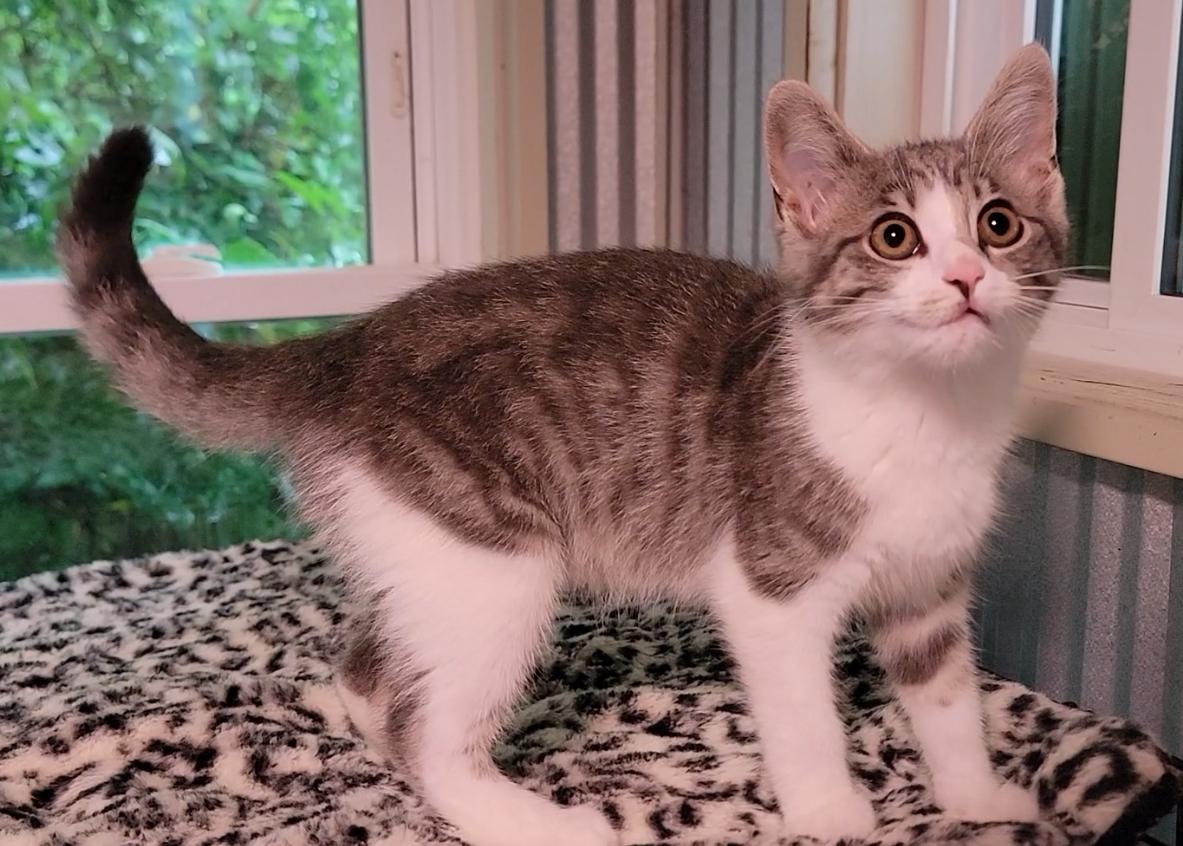 Enlarge Dandelion, a Adoptable Domestic Short Hair in Mount Sterling, KY image 4/5