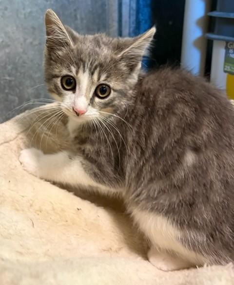 Enlarge Dandelion, a Adoptable Domestic Short Hair in Mount Sterling, KY image 2/5